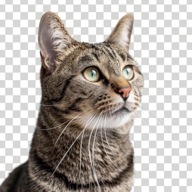un gato con un fondo transparente