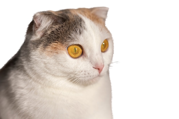 Gato isolado em fundo branco