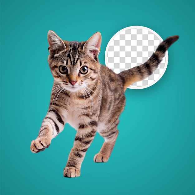 PSD el gato lindo en 3d