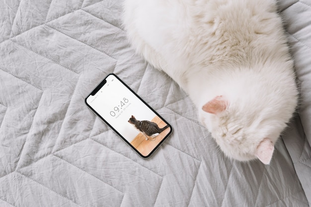 Gato y maqueta de smartphone en sofá