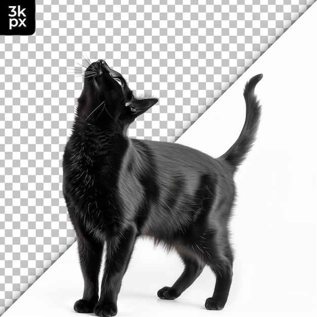 Un gato negro con un fondo blanco con una x x en él