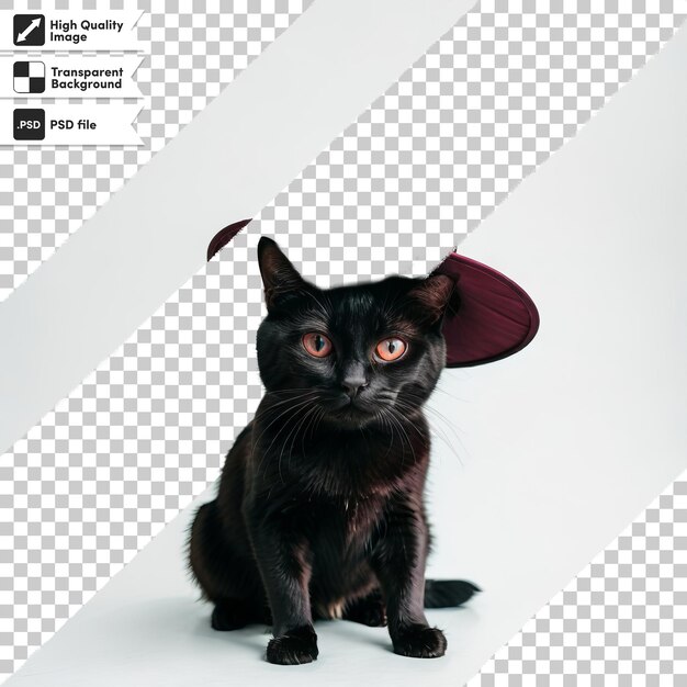 PSD un gato negro con un sombrero rojo en la cabeza se sienta sobre un fondo blanco