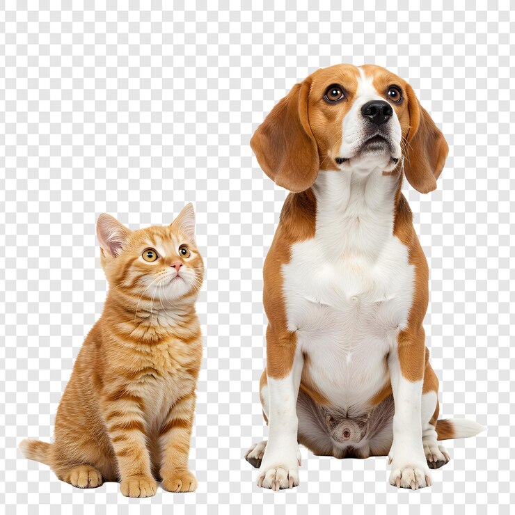PSD un gato y un perro sentados juntos