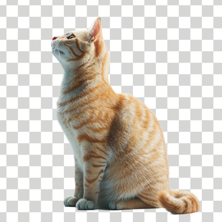 un gato se sienta en un fondo a cuadros con un fondo blanco con un lugar para un texto de un gato