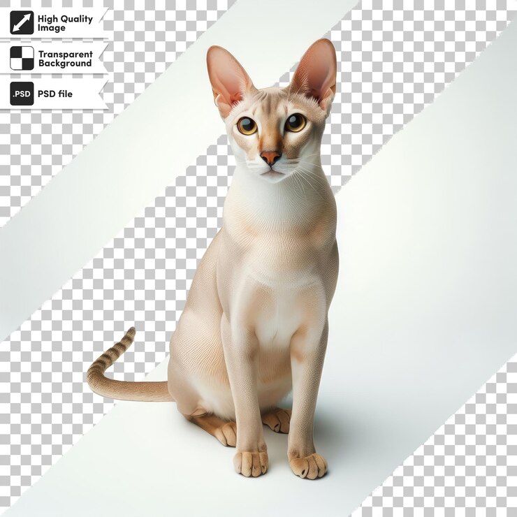 PSD gato sphynx canadiense en fondo transparente con capa de máscara editable