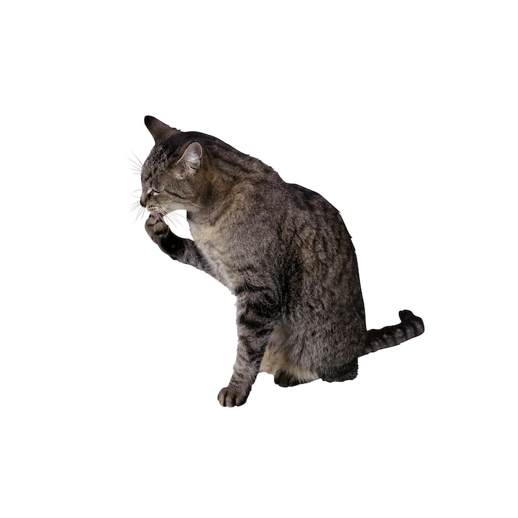 PSD gato tabby preparándose en un fondo blanco png