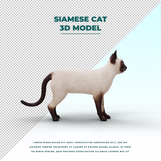 gatto siamese