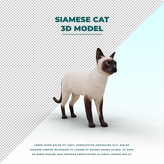 gatto siamese