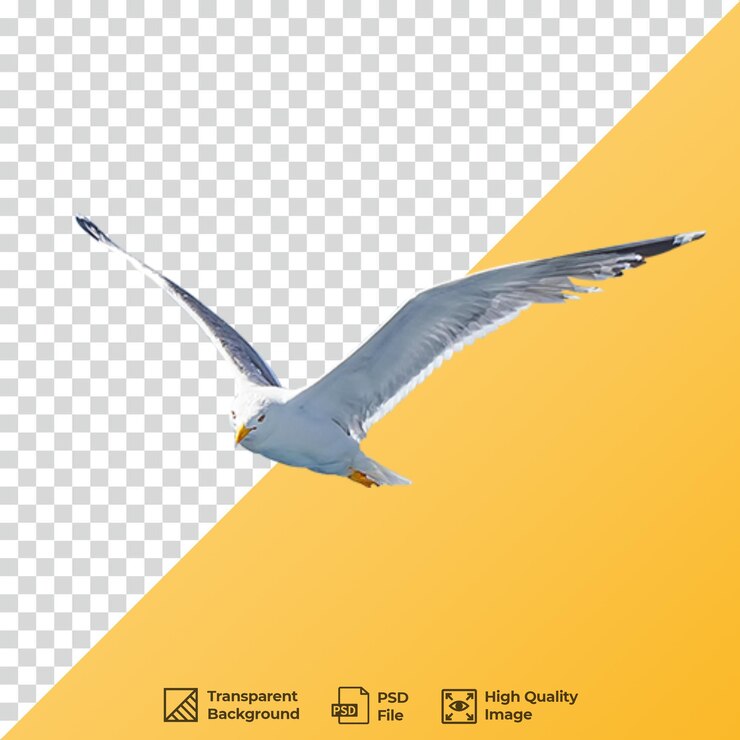 PSD la gaviota png