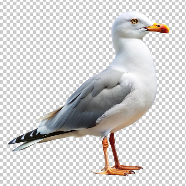 PSD gaviota sobre un fondo transparente