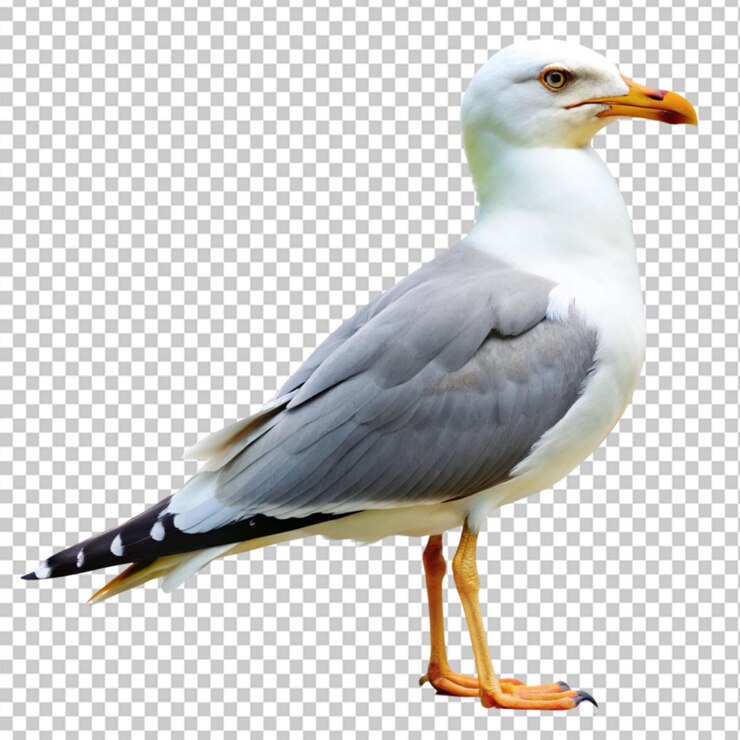PSD gaviota sobre un fondo transparente