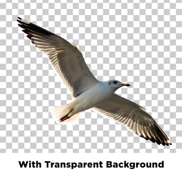 Una gaviota en vuelo con un fondo transparente