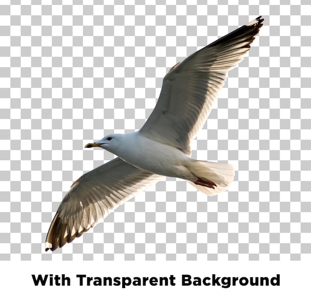 Una gaviota en vuelo con un fondo transparente