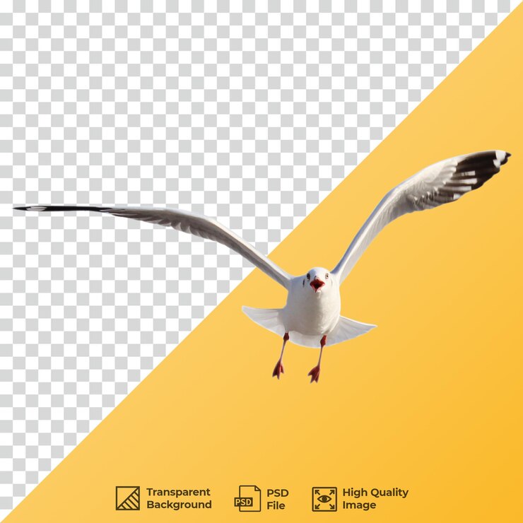 PSD gaviota en vuelo