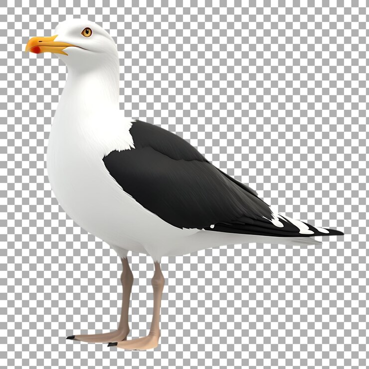 PSD las gaviotas elegantes de papua nueva guinea contra un fondo transparente
