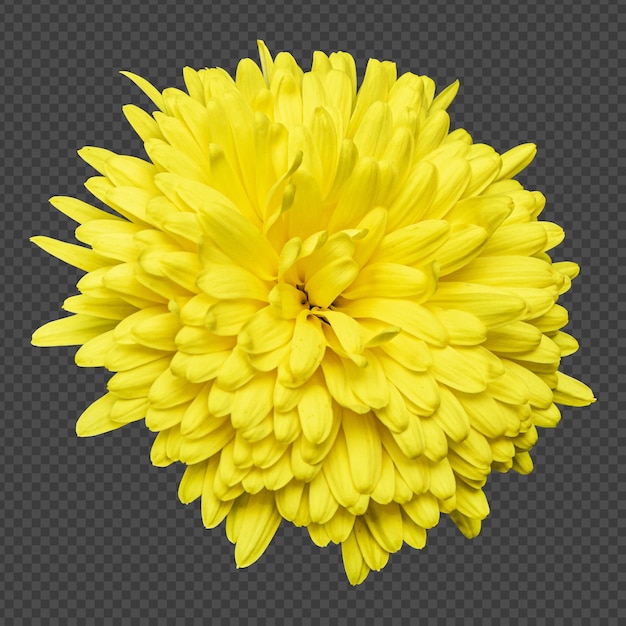 Gelbe chrysanthemenblume isoliertes rendering