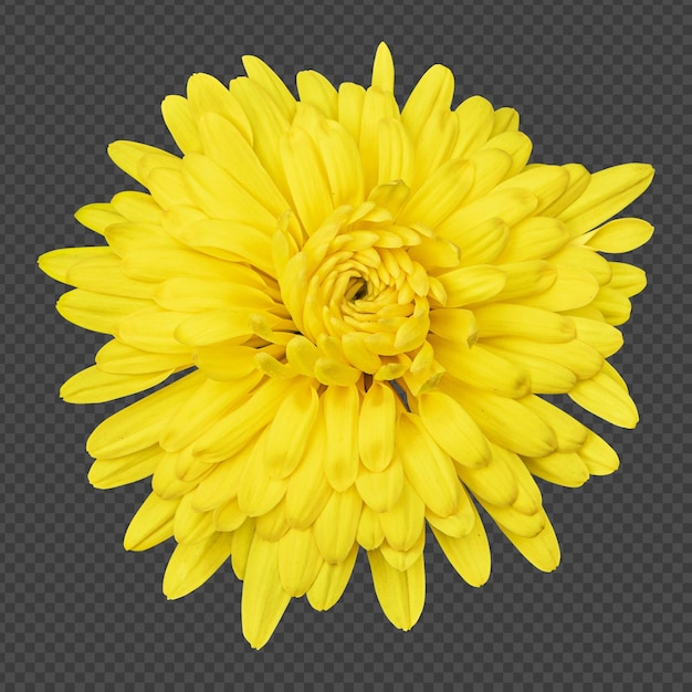 Gelbe chrysanthemenblume isoliertes rendering