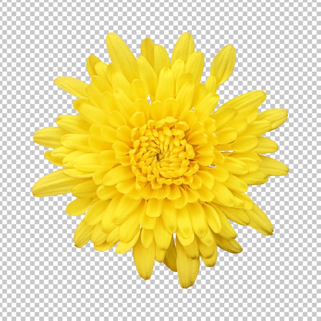 PSD gelbe chrysanthemenblume isoliertes rendering