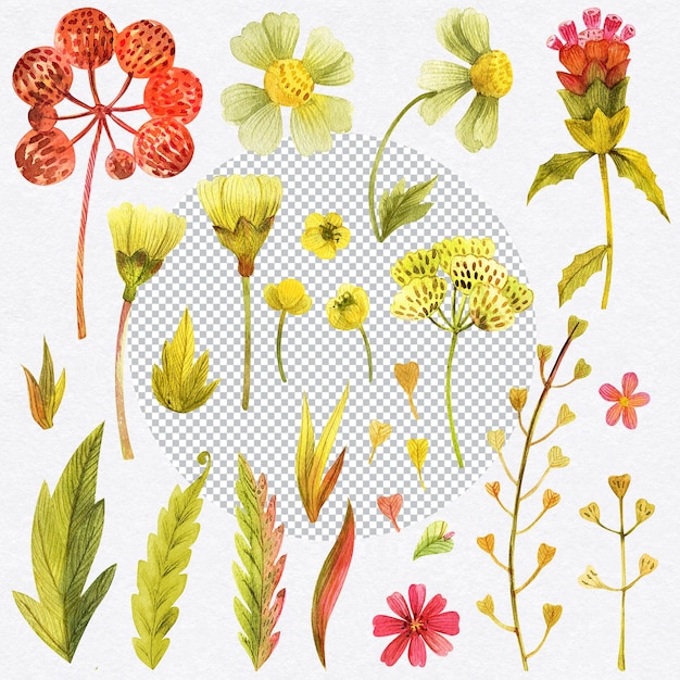 Gelbe florale Elemente Wildpflanzen im Cottage-Stil Botanische Aquarell handgezeichnete Illustration