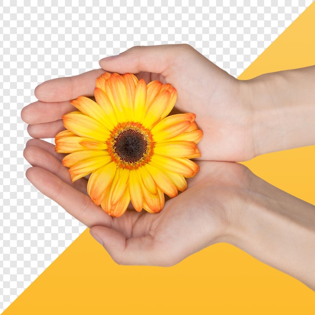 gelbe Kamillblume in der Hand