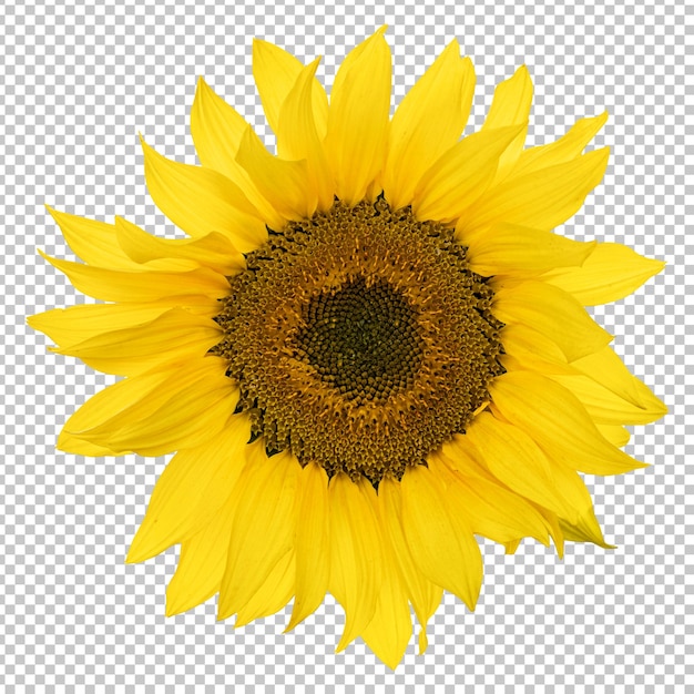 PSD gelbe sonnenblume isoliertes rendering