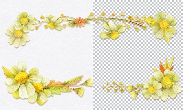 Gelbe wildpflanzen für banner oder grüße botanische aquarell handgezeichnete illustration