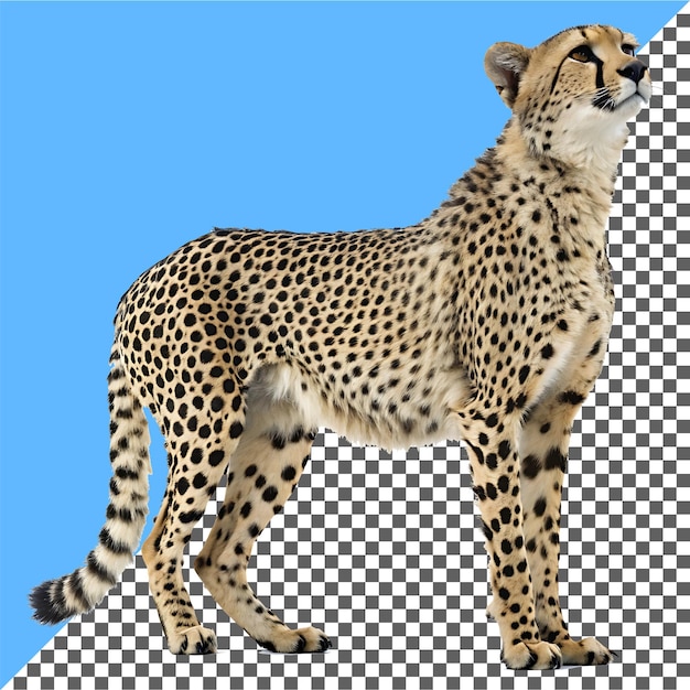 Gepard