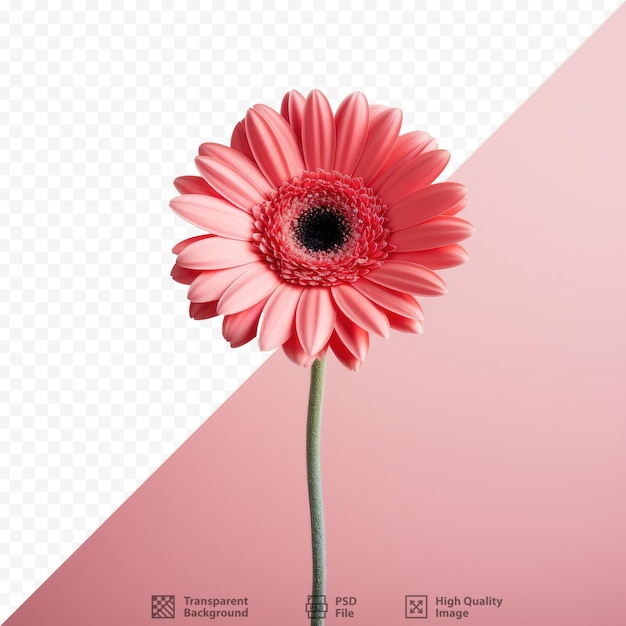 Gerbera-Blume isoliert auf transparentem Hintergrund