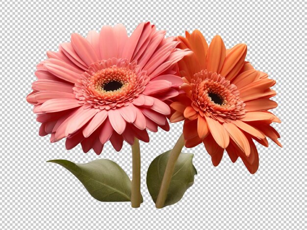 Gerbera-daisy auf durchsichtigem hintergrund