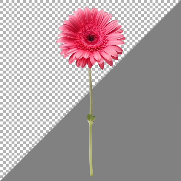 Gerbera daisy blume auf durchsichtigem hintergrund ai generiert