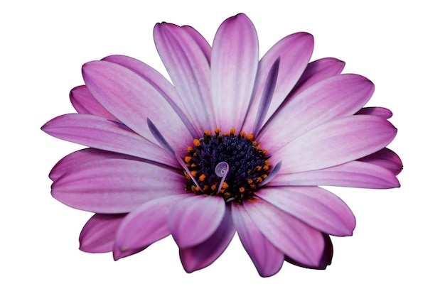 PSD gerbera isolé sur le fond noir