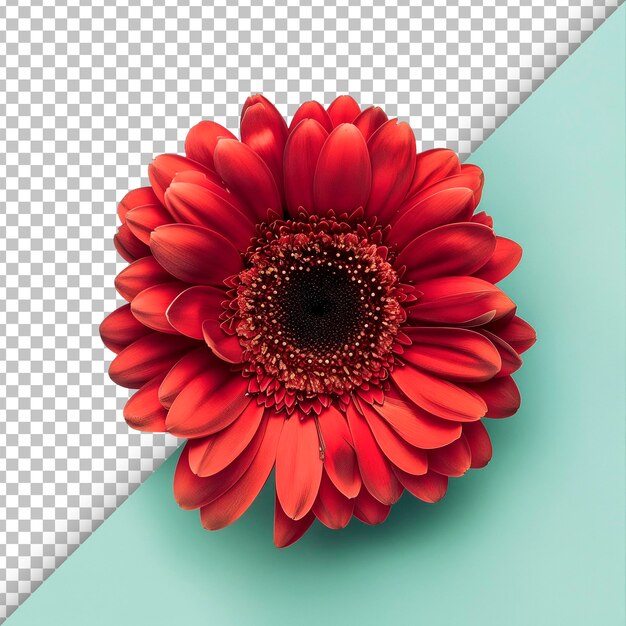 PSD gerbera radiante isolada em fundo transparente