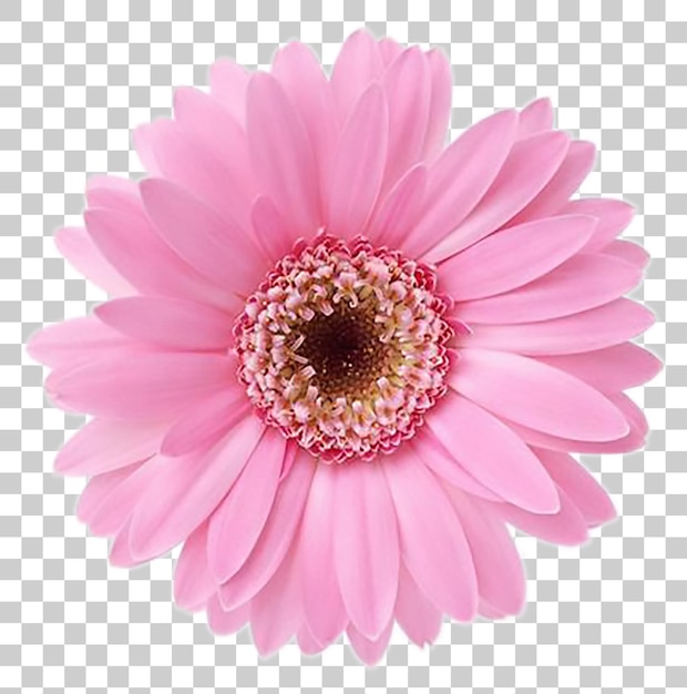 Gerbera rosada de las margaritas de primer plano