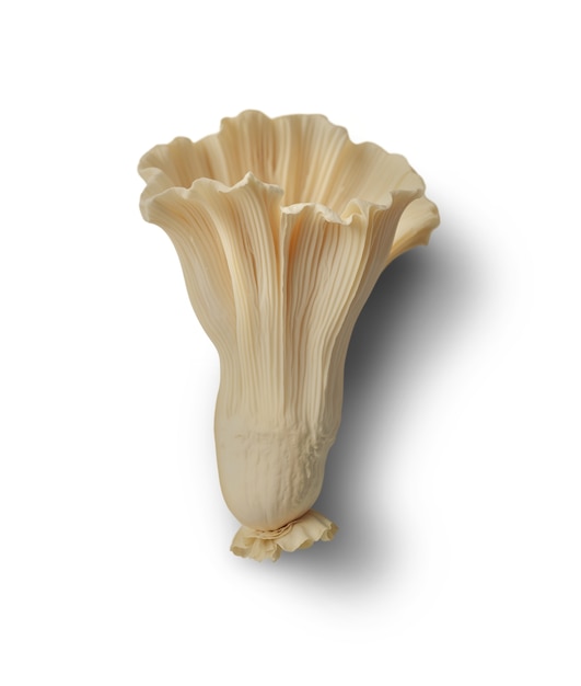 Getrennter Pilz