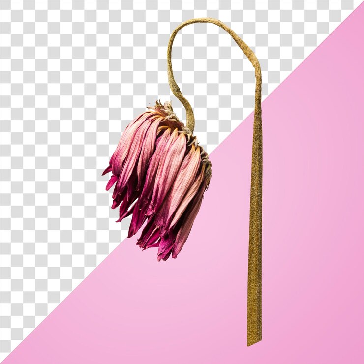 PSD getrockneter rosa gerbera png-aufkleber botanischer durchsichtiger hintergrund