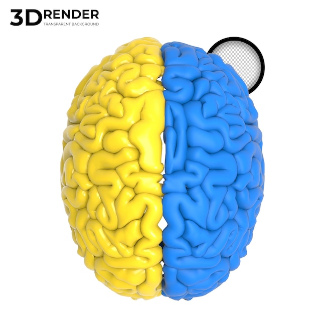 giallo e blu Il cervello umano 3d rende isolato