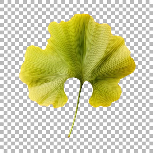 PSD ginkgo biloba blatt auf durchsichtigem hintergrund