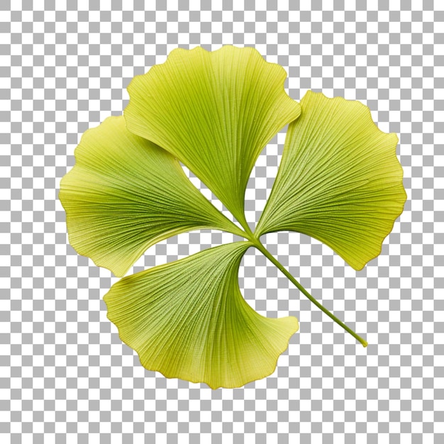 PSD ginkgo biloba blatt auf durchsichtigem hintergrund