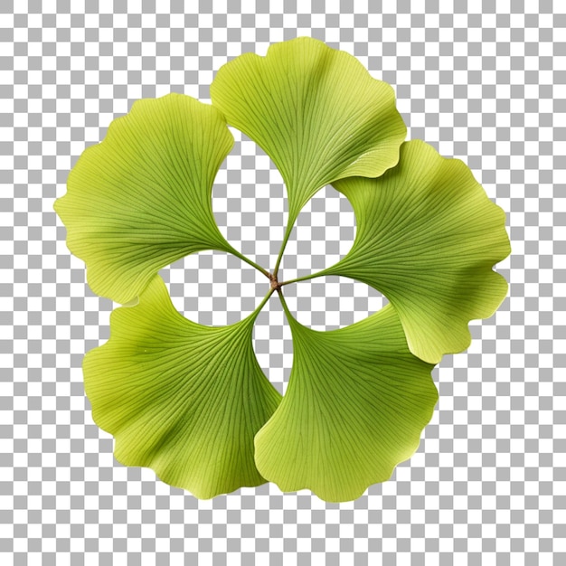 PSD ginkgo biloba blatt auf durchsichtigem hintergrund