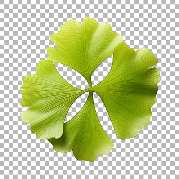 PSD ginkgo biloba blatt auf durchsichtigem hintergrund