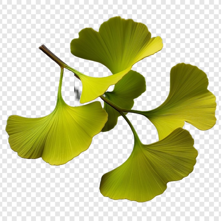 PSD ginkgo biloba leaves green isolated on transparent background