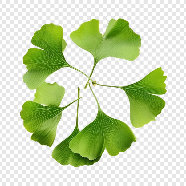 PSD ginkgo biloba leaves natures green fanshaped botanical beauty isolated on transparent