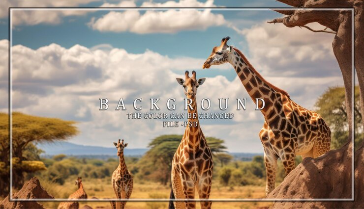 PSD girafas na savana africana