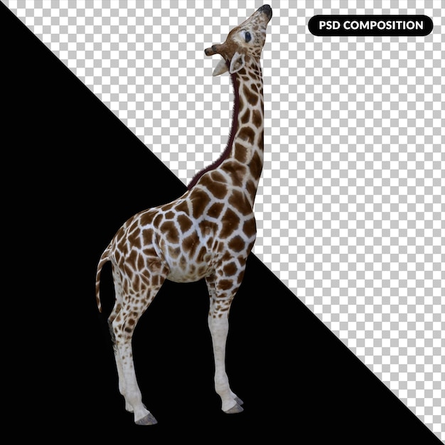 PSD girafe animal isolé en 3d