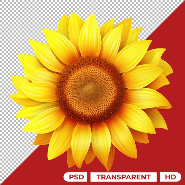 PSD girasol aislado sobre fondo transparente