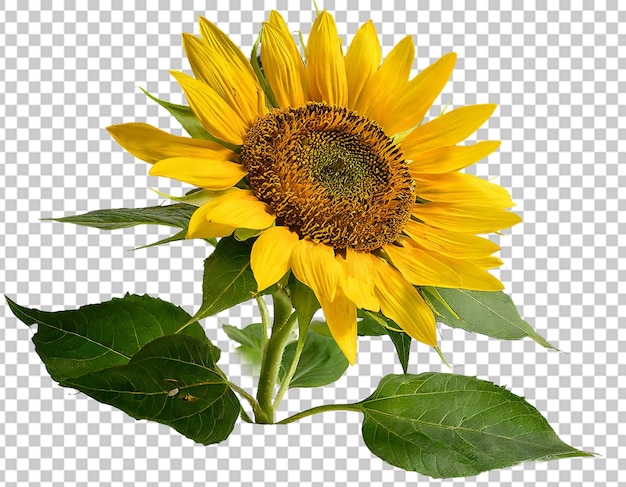 Un girasol amarillo