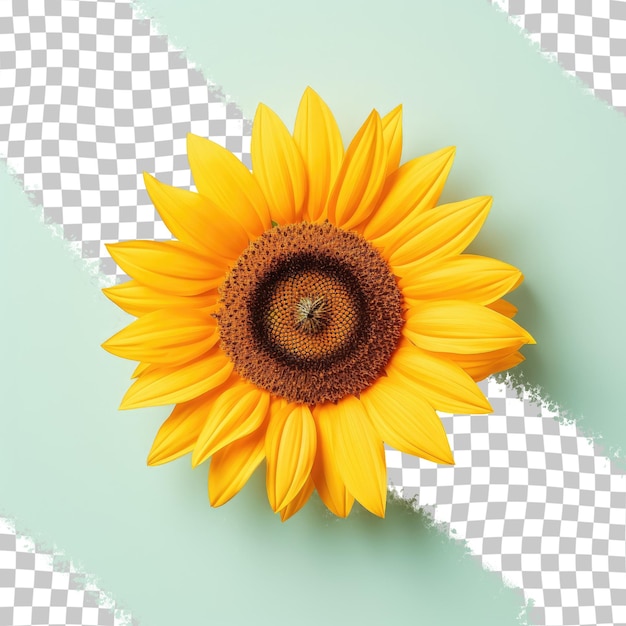 PSD girasol contra fondo transparente