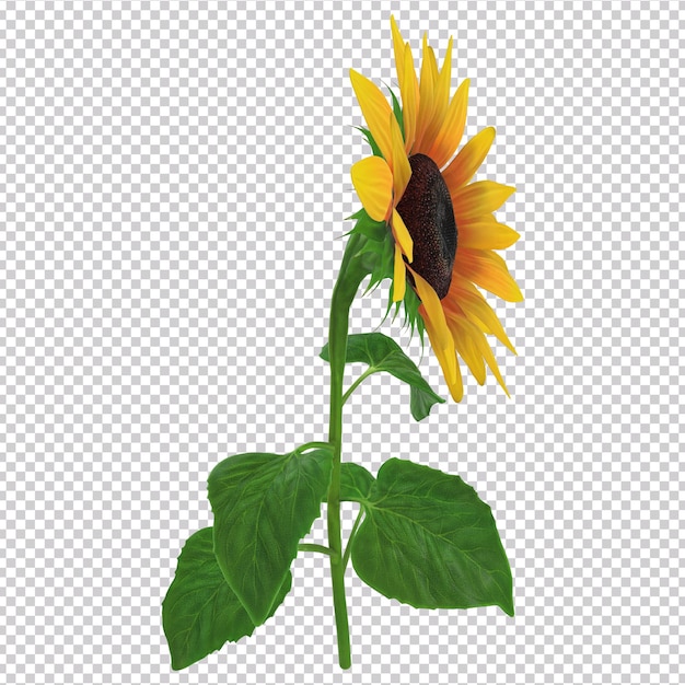 PSD un girasol con una hoja verde encima.