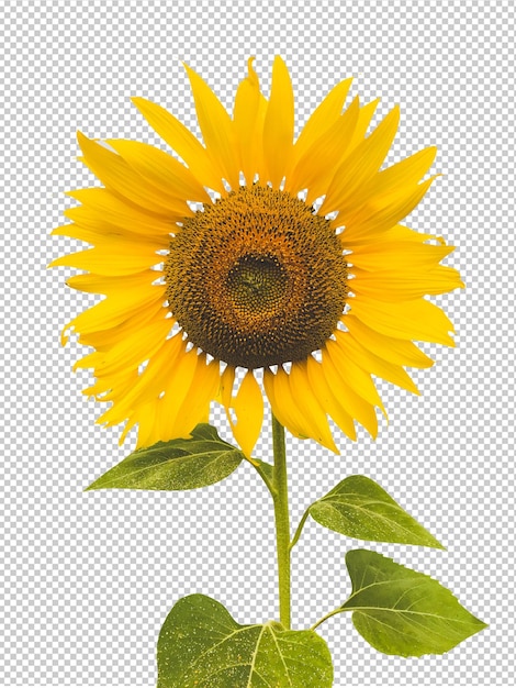 PSD un girasol con una hoja verde encima.