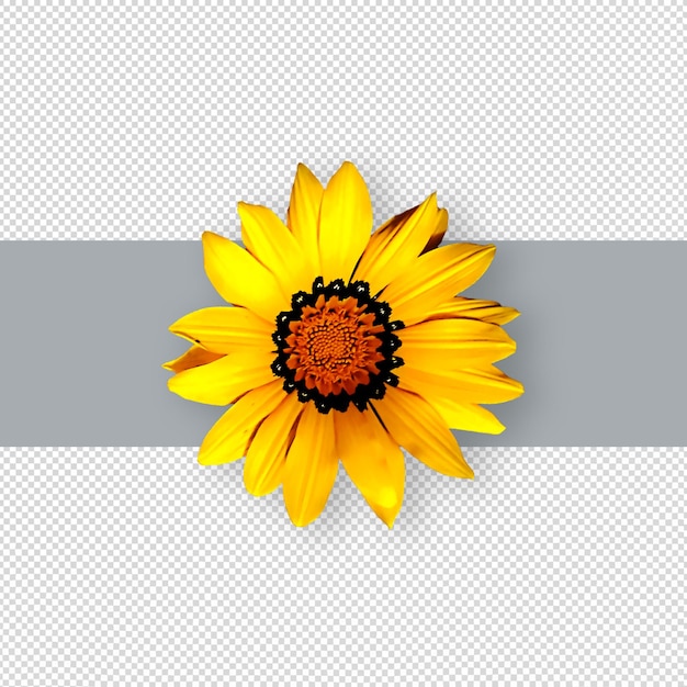 PSD girasol psd aislado. elemento de diseño